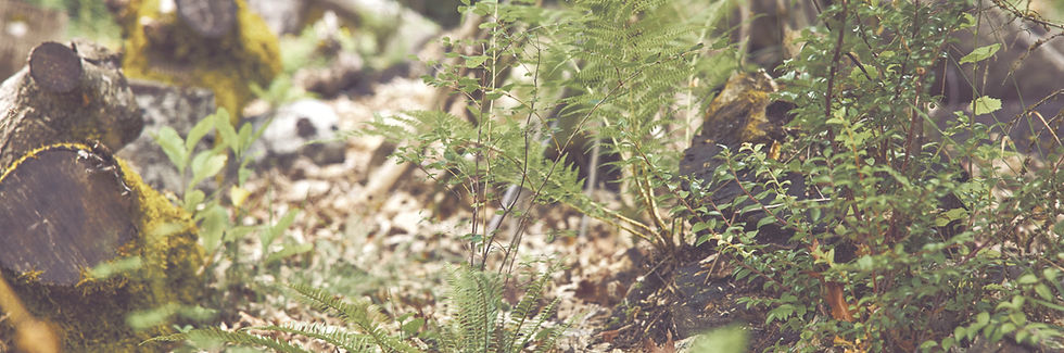 _IM_6968 (2)_edited_edited_edited.jpg