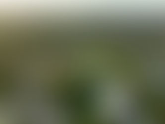 House and Land in Doolandella, QLD — Doolandella -  Acacia Haven