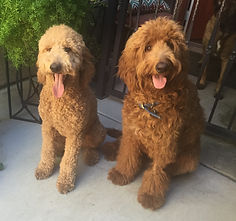 two goldendoodle siblings