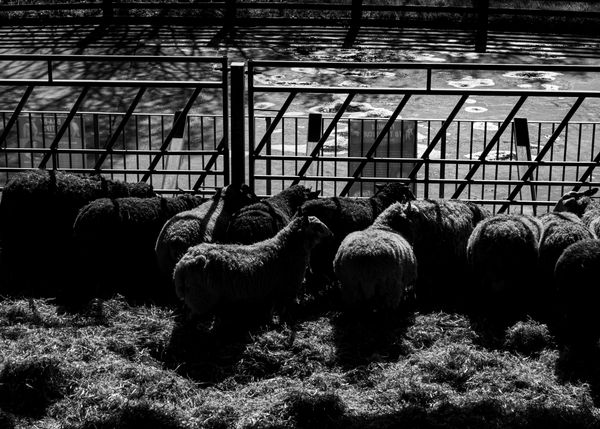 IMG_0010-Enhanced-NR-Edit.jpg