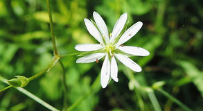 Miellée : L'orpheline