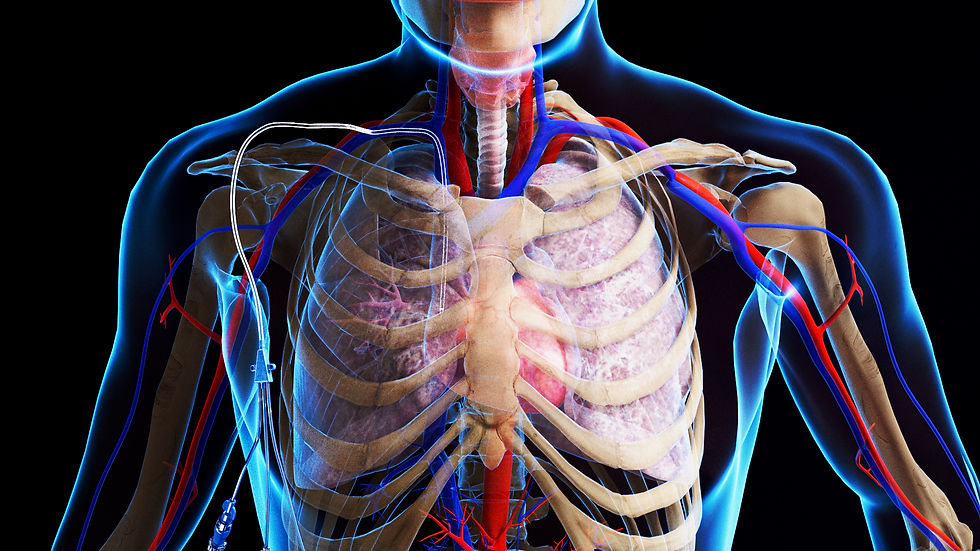 3D render of human organs