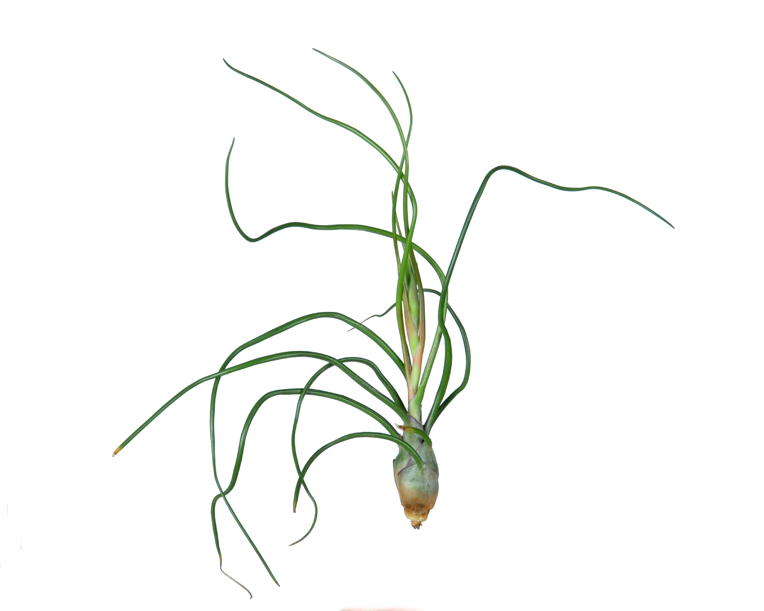 Tillandsia Bulbosa