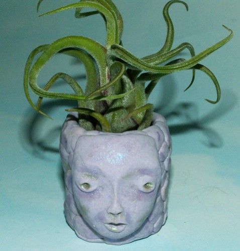 Tillandsia caput-medusae