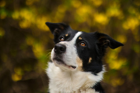 Hund im Grünen