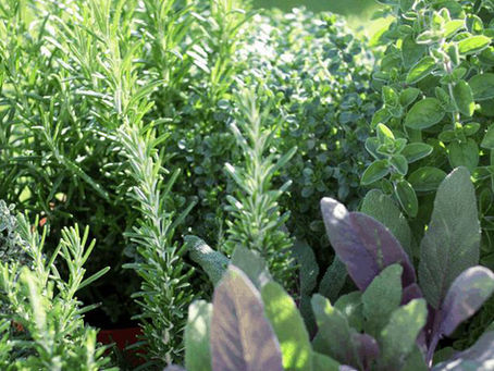 🌿 2 days trip: "Aromatic Weekend: Herbs, Art, Environment & Tradition" 1-2 of November 2025
