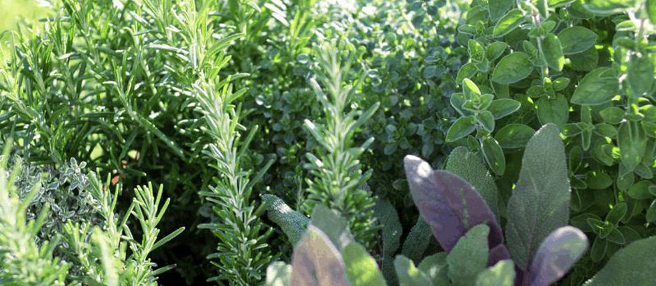 🌿 2 days trip: "Aromatic Weekend: Herbs, Art, Environment & Tradition" 1-2 of November 2025