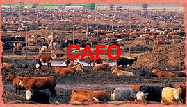 cafo-cows-in-excrement-2-e1352825447169_