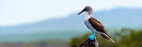 Rufous Hummingbird picture