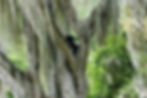 Andean Bear in Maquipucuna Cloud Forest