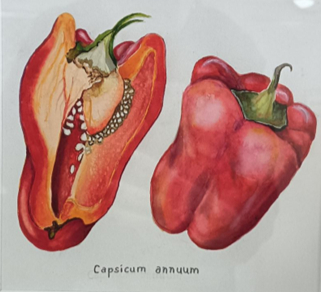 Beauty in a Capsicum