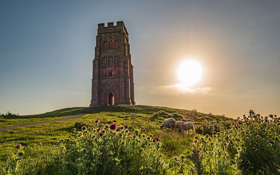 Limited edition canvas of Thistles and Sheep on Glastonbury Tor