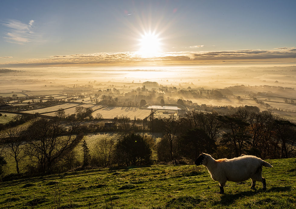 Limited edition canvas of Solitude