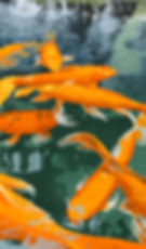 Koi