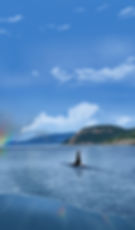 Island Local