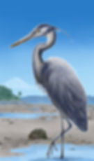Great Heron