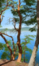 Orcas madrone
