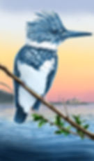 Kingfisher