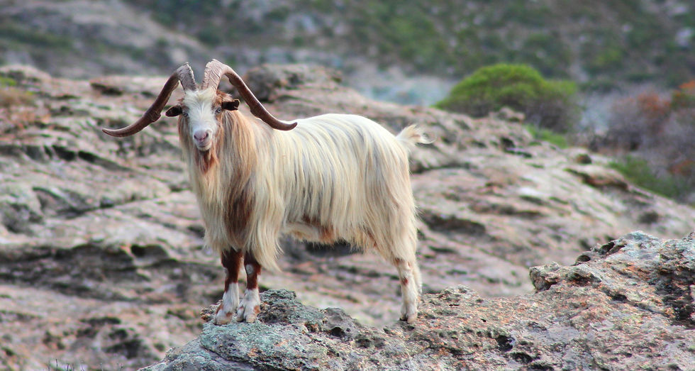 Changthangi goat from Ladhak