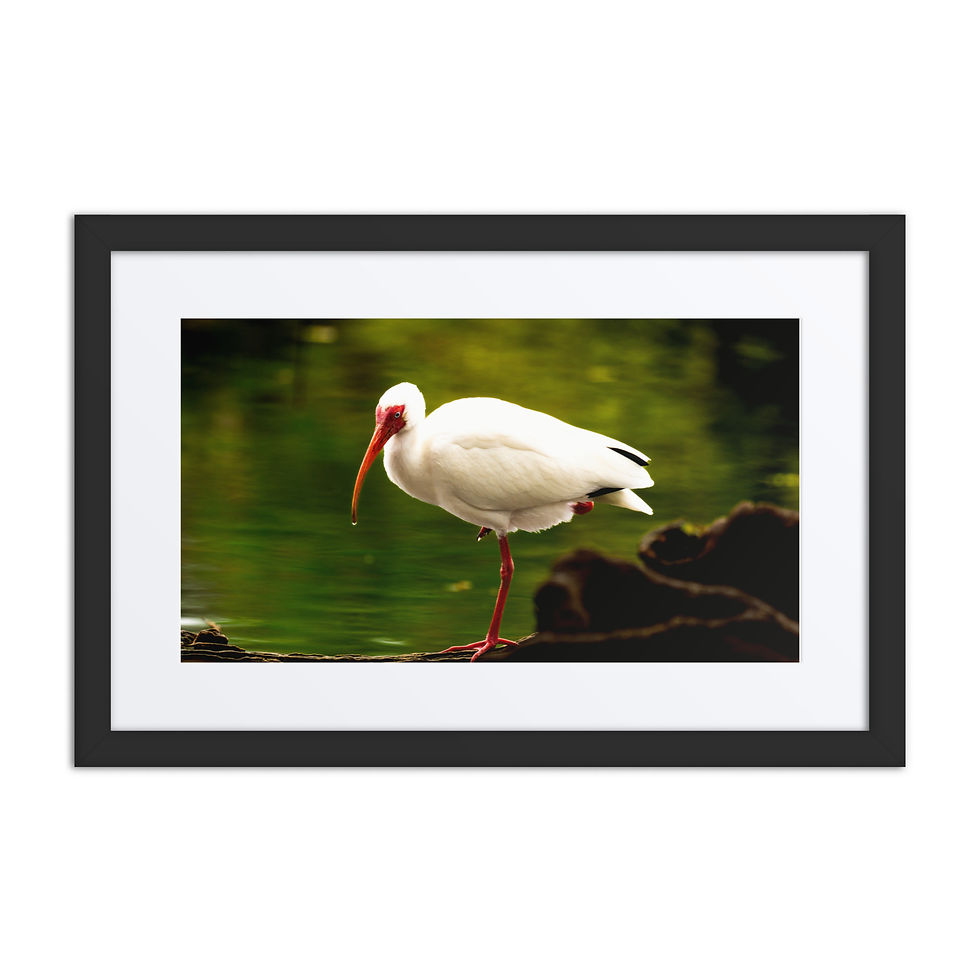 Thumbnail: White Ibis Framed