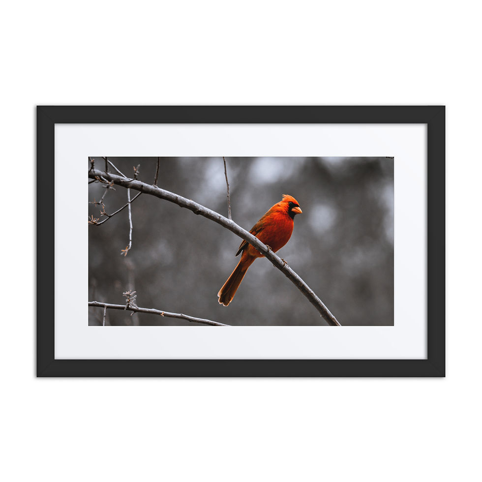 Thumbnail: Male Cardinal 