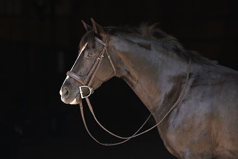 Horse - Hermes.JPG