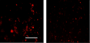 immune response mcherry raw cells omt.ti