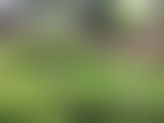 Small mushrooms sprouting through ground cover, symbolizing quiet growth and resilience in challenging environments.