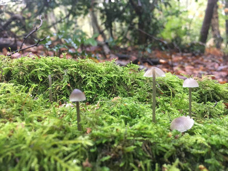 Small mushrooms sprouting through ground cover, symbolizing quiet growth and resilience in challenging environments.