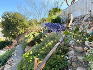 North County San Diego Native Plants landscape