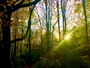 Sunlight filtering through a lush green forest, symbolizing hope, clarity, and the path to mental wellness.