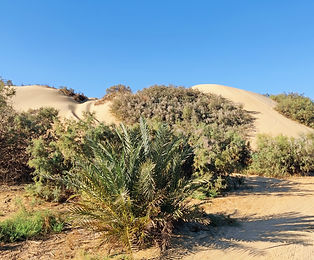 25-10 Oase Wüste_edited.jpg