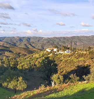 Bergdorf fern_edited.jpg