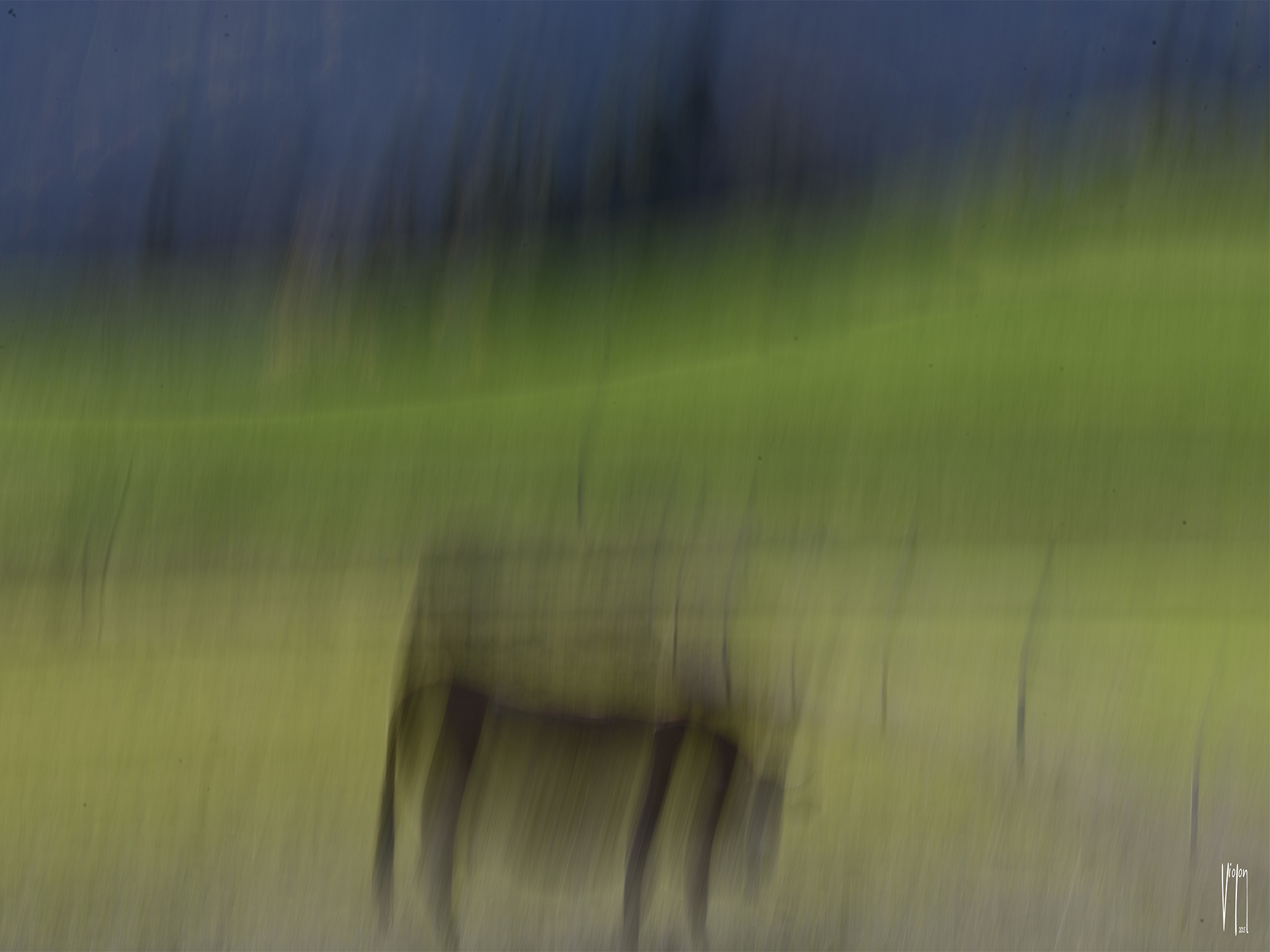 La vache