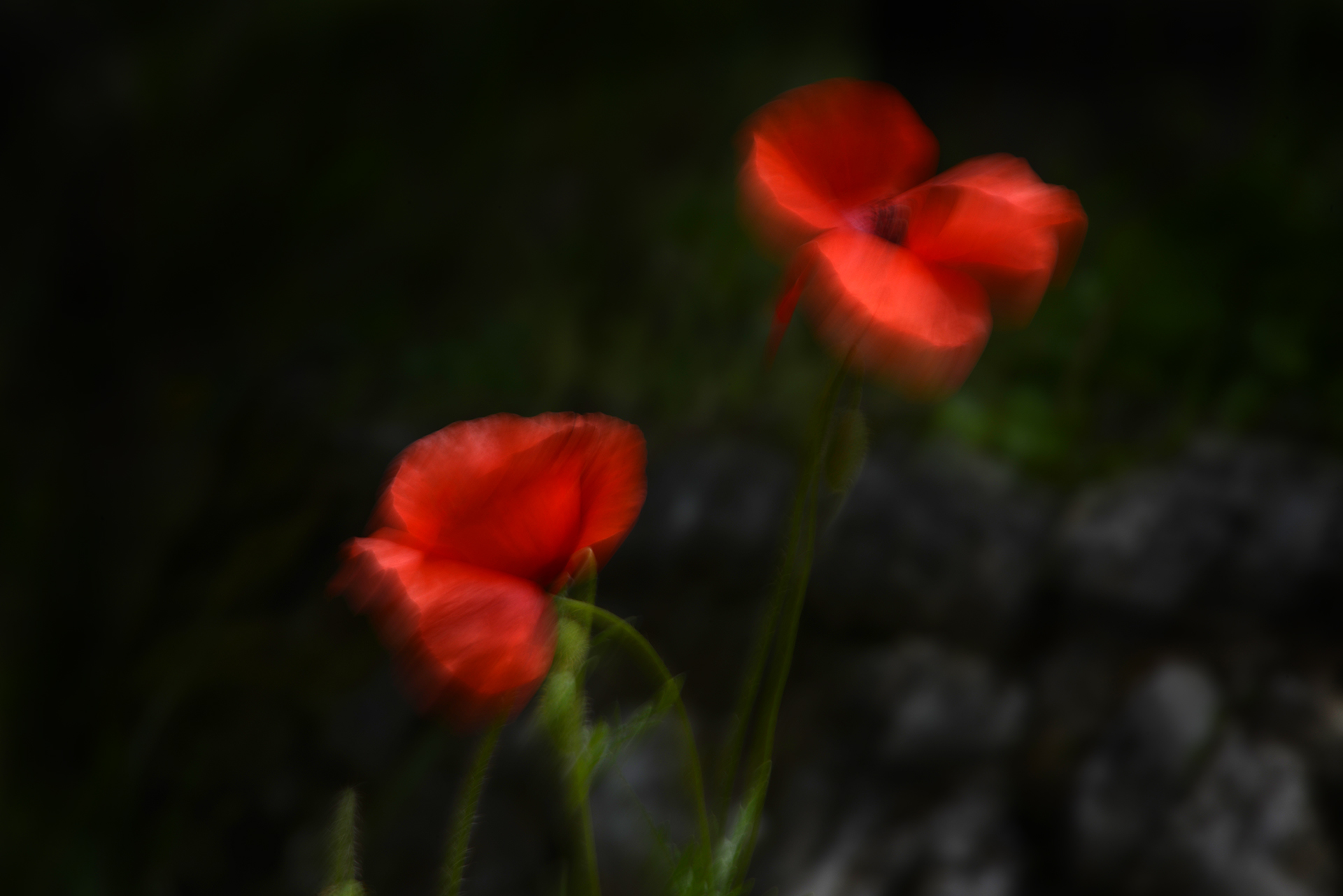 Les coquelicots