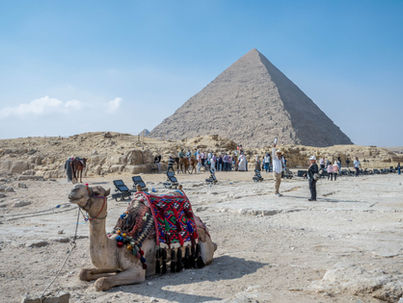 A camel resting in front of a Giza Pyramid