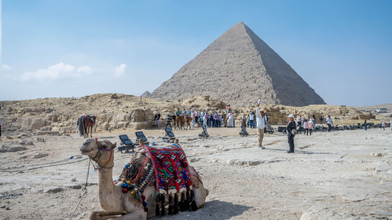 A camel resting in front of a Giza Pyramid
