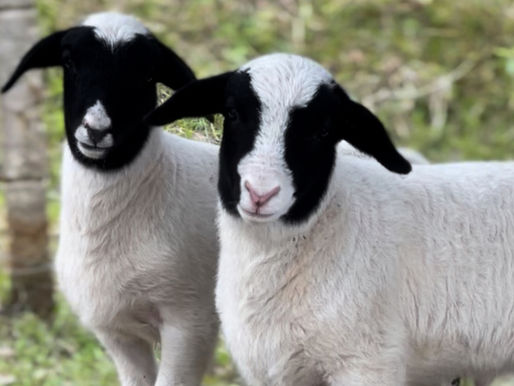 Elas chegaram em grupo e cheias de charme: 10 novas ovelhinhas no Vale dos Saltos!