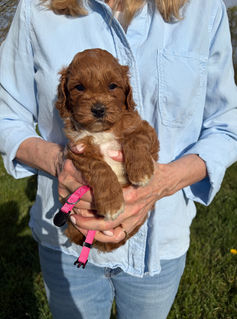 Bella - Australian Labradoodle