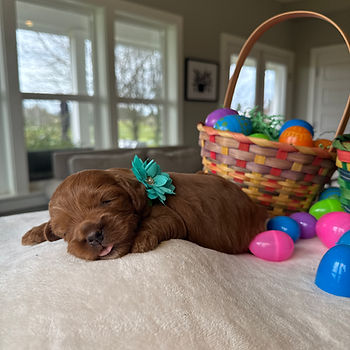 Winston Australian Labradoodle