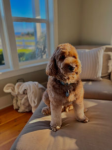 Gunnar Australian Labradoodle