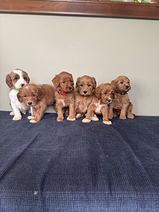 Australian Labradoodle Puppy from Molly and Gunnars February 2026 Litter