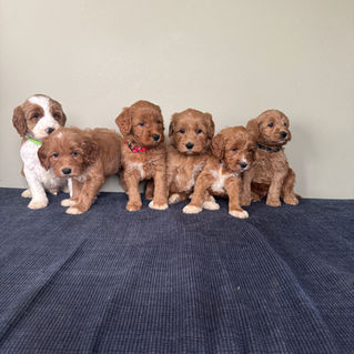 Australian Labradoodle Puppy from Molly and Gunnars February 2026 Litter