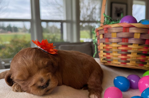 Sadie - Australian Labradoodle