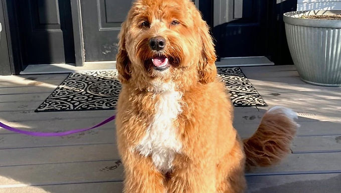 Winston Australian Labradoodle