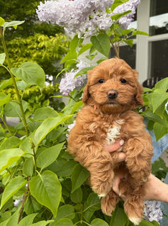 Sadie - Australian Labradoodle