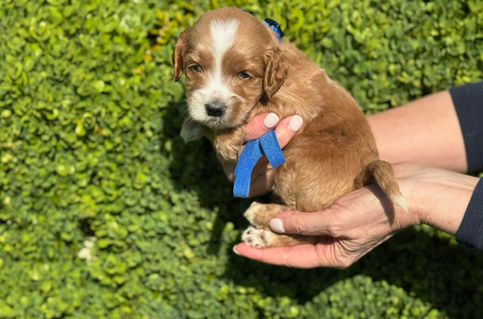 Mama Lily - Australian Labradoodle