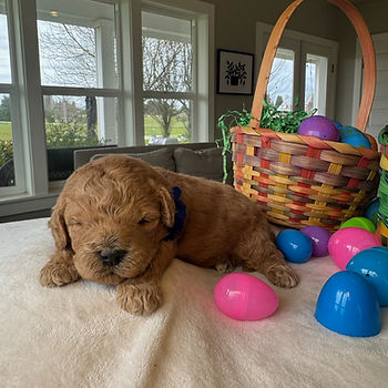 Winston Australian Labradoodle