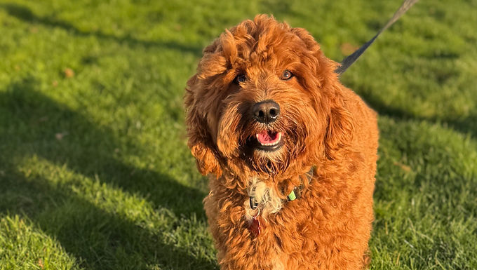 Ollie Multigen Australian Labradoodle