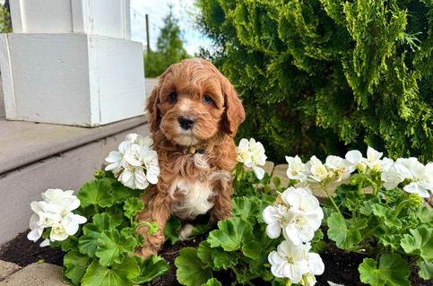 Rosie - Australian Labradoodle